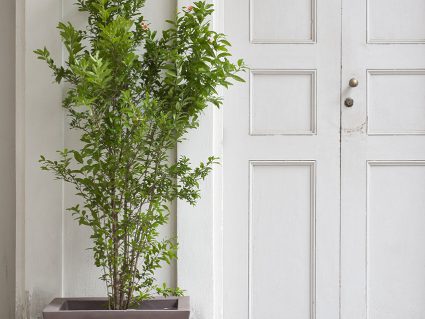 Vaso arredo Kabin Serralunga